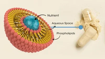 Diagrama de encapsulamento lipossomal